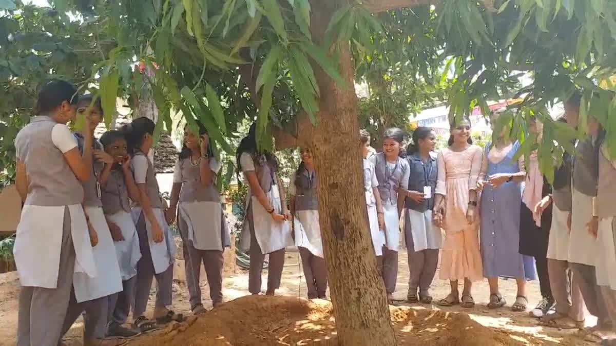 mango tree  poet  sugathakumari  kasargode adukath govt school  പയസ്വിനി  payaswini  സുഗതകുമാരി  മാവ്  കാസർകോട്  മാവിനൊരു യാത്രാമൊഴി  അടുക്കത്ത് ഗവണ്‍മെന്‍റ് ഹൈസ്‌കൂള്‍  കാസര്‍കോട് ഏറ്റവും പുതിയ വാര്‍ത്ത  ഇന്നത്തെ പ്രധാന വാര്‍ത്ത