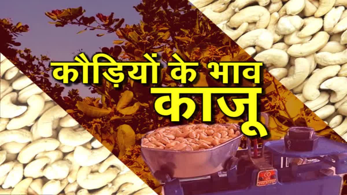 Cashew Cultivation In Jamtara