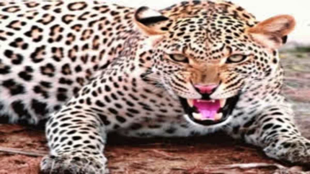 Cheetah attack ON laborers in Sitamarhi