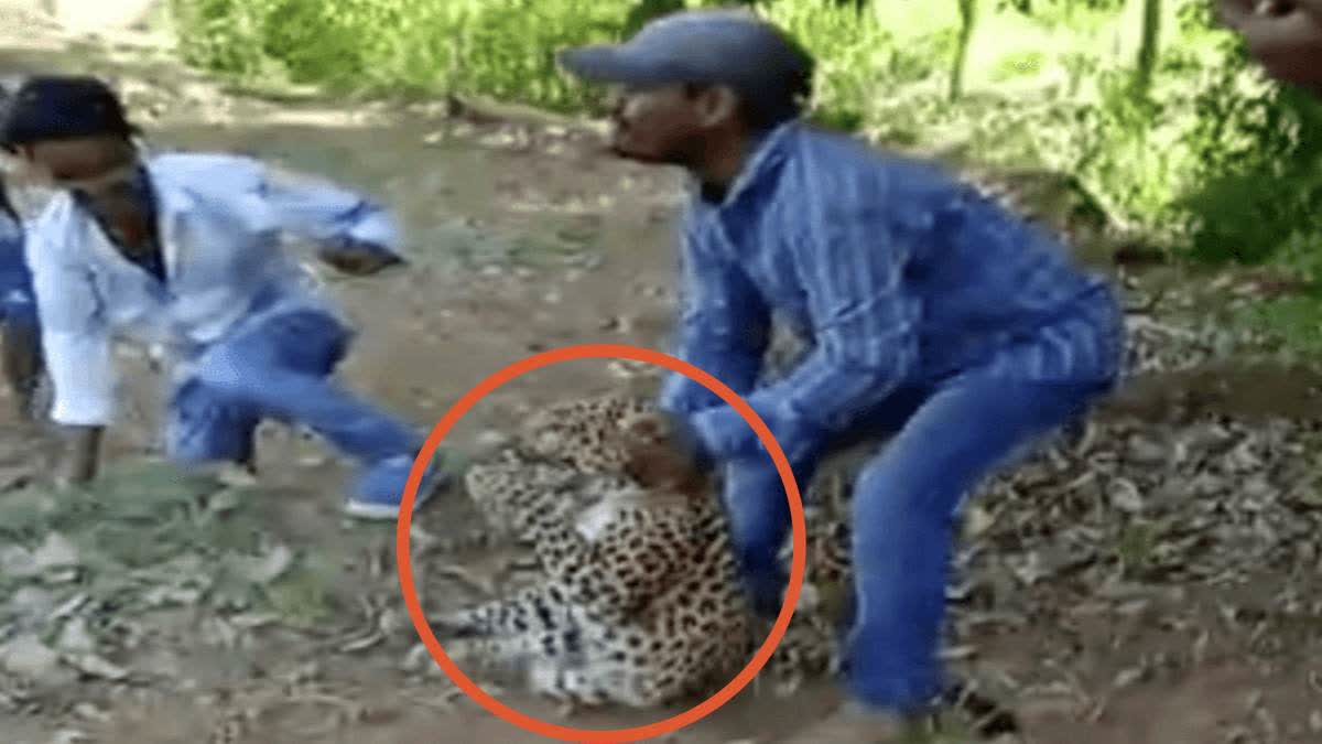 Leopard Tortured In Satara