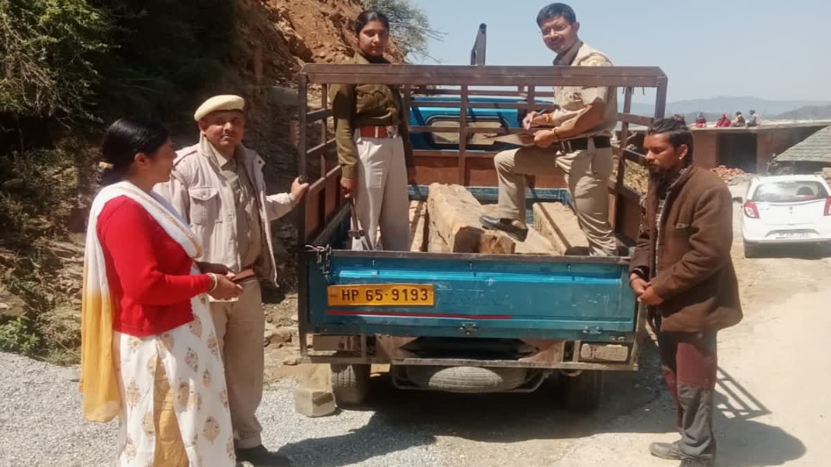 Forest department seized illegal deodar in mandi