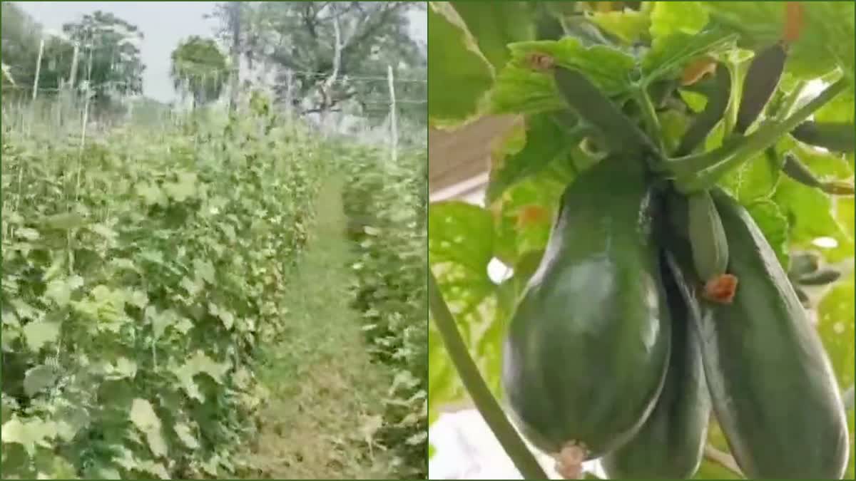 Farming in Poly House in Yamunanagar