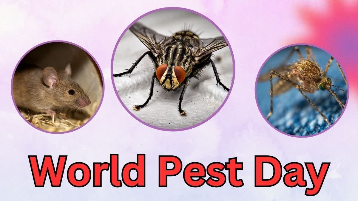 World Pest Day