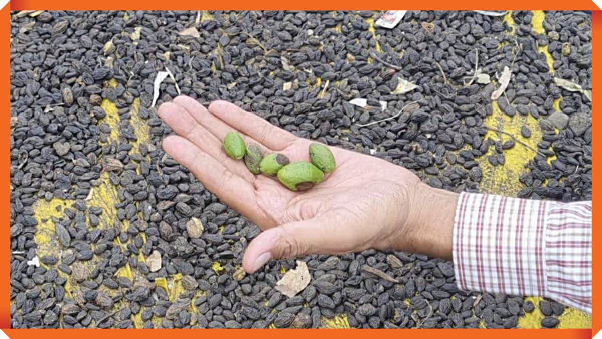 Churni Village Gum