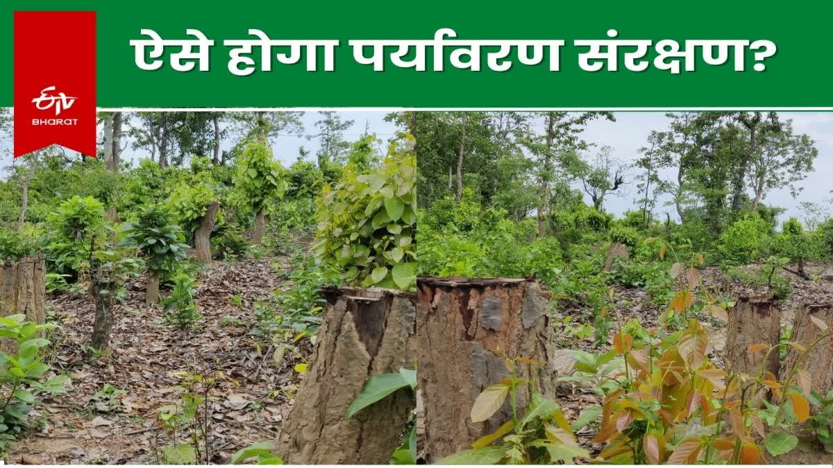 Illegal felling and smuggling of trees in Khunti