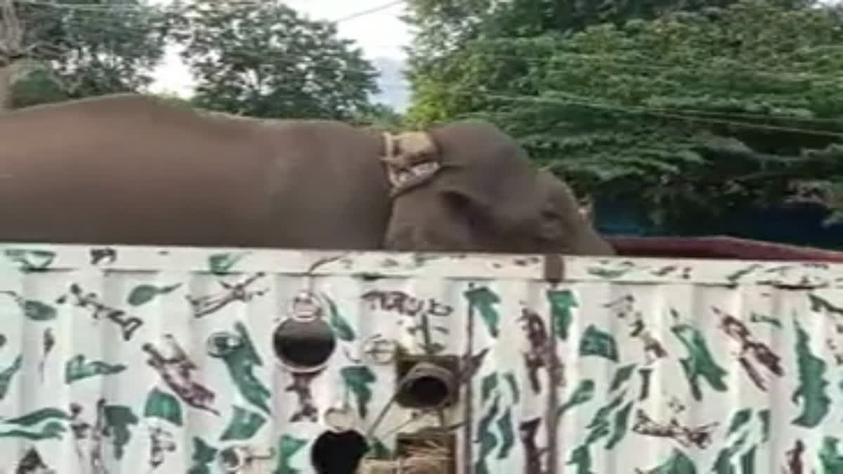 ಅರಿಕೊಂಬನ್ ಆನೆ ಸೆರೆ