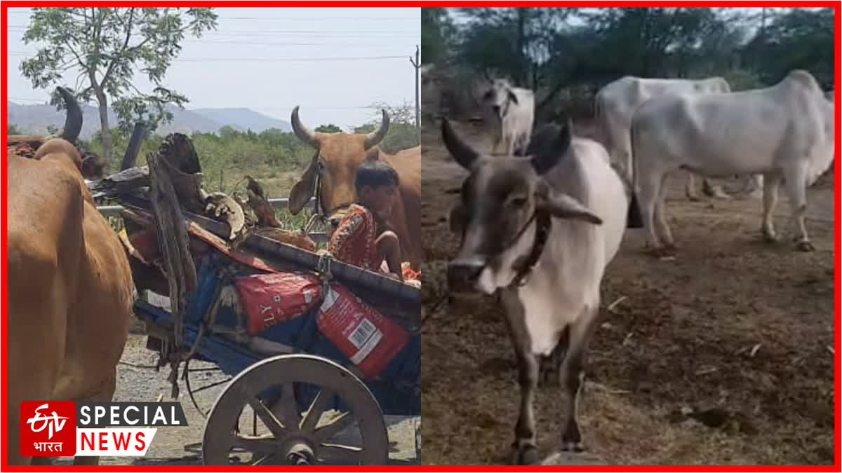 Journey For Bull Sell