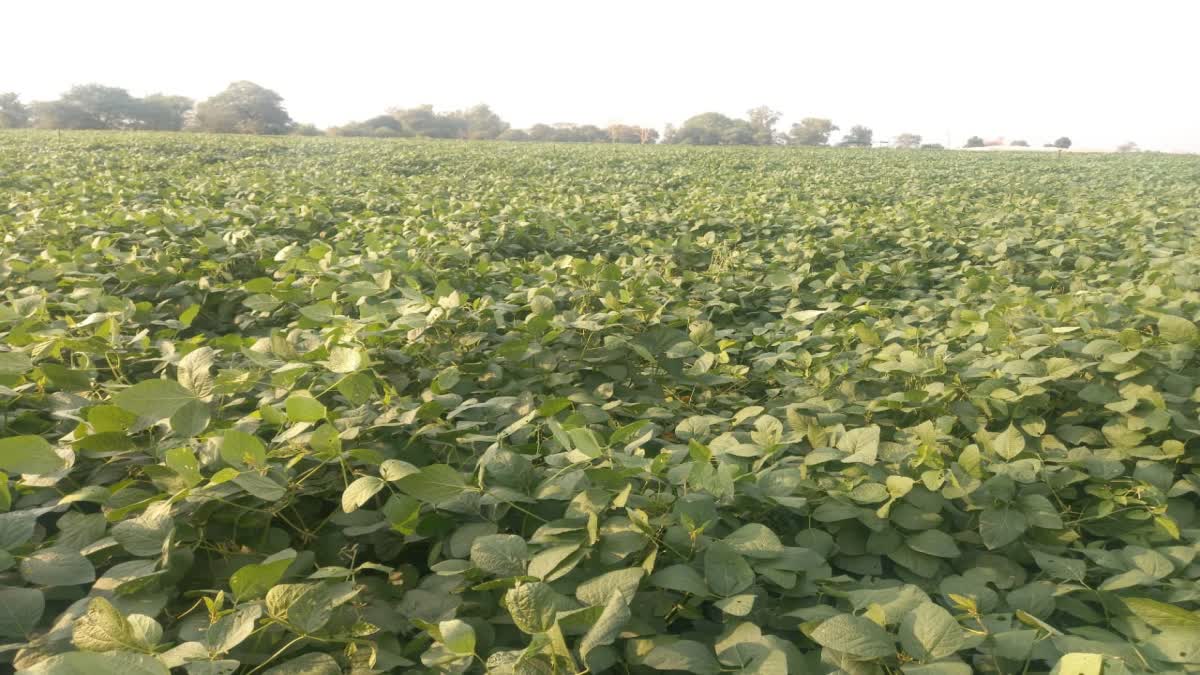 Soybean crop experiment in summer