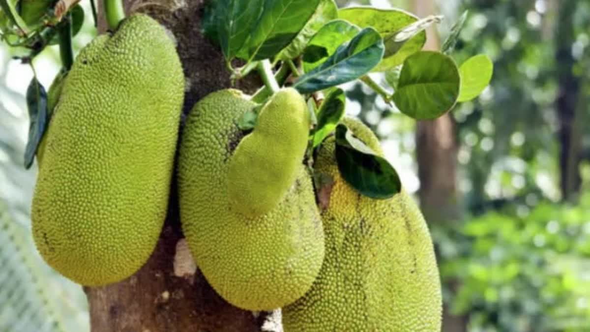 mission jackfruit