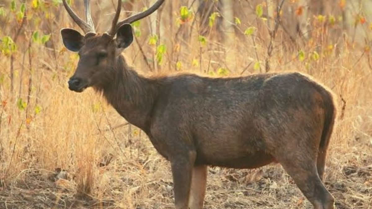 Sambar deer hunted by wild dogs in Karnatkaka; thrilling video taken by traveller