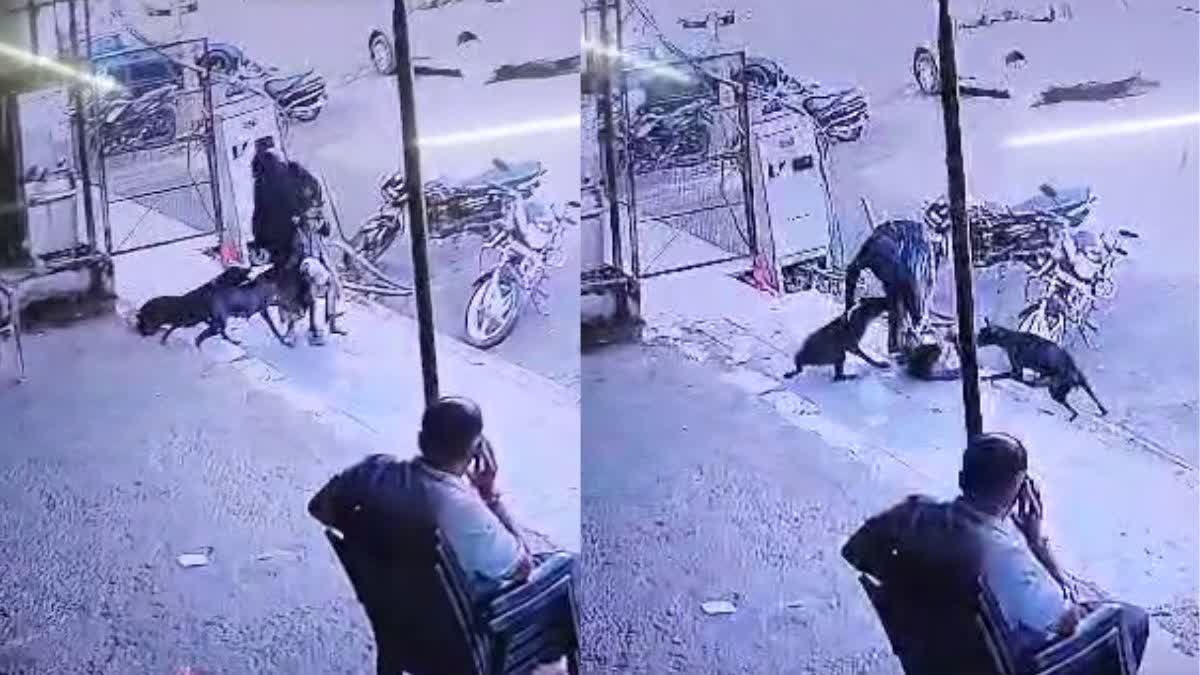 Street Dogs attack Child in Kota
