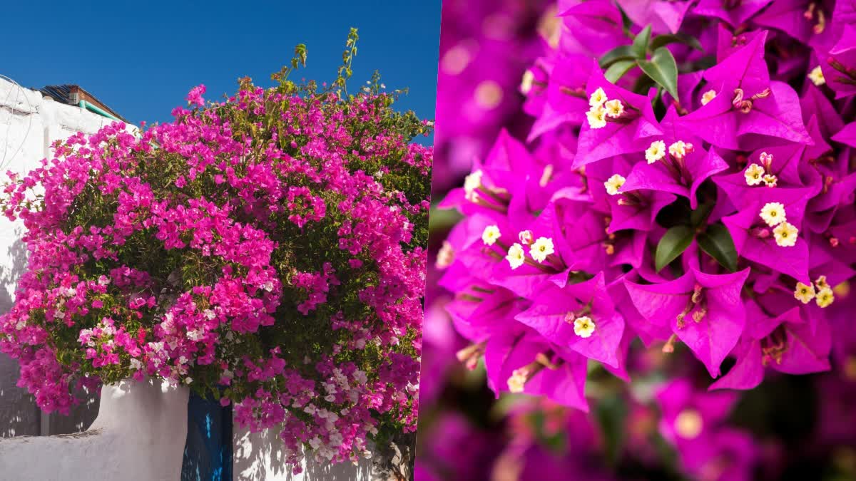 Bougainvillea as beautiful as it is beneficial