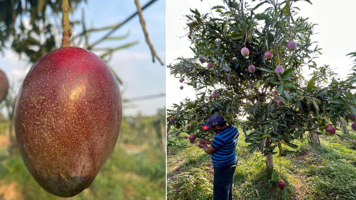 Cops Protect Miyazaki Mango