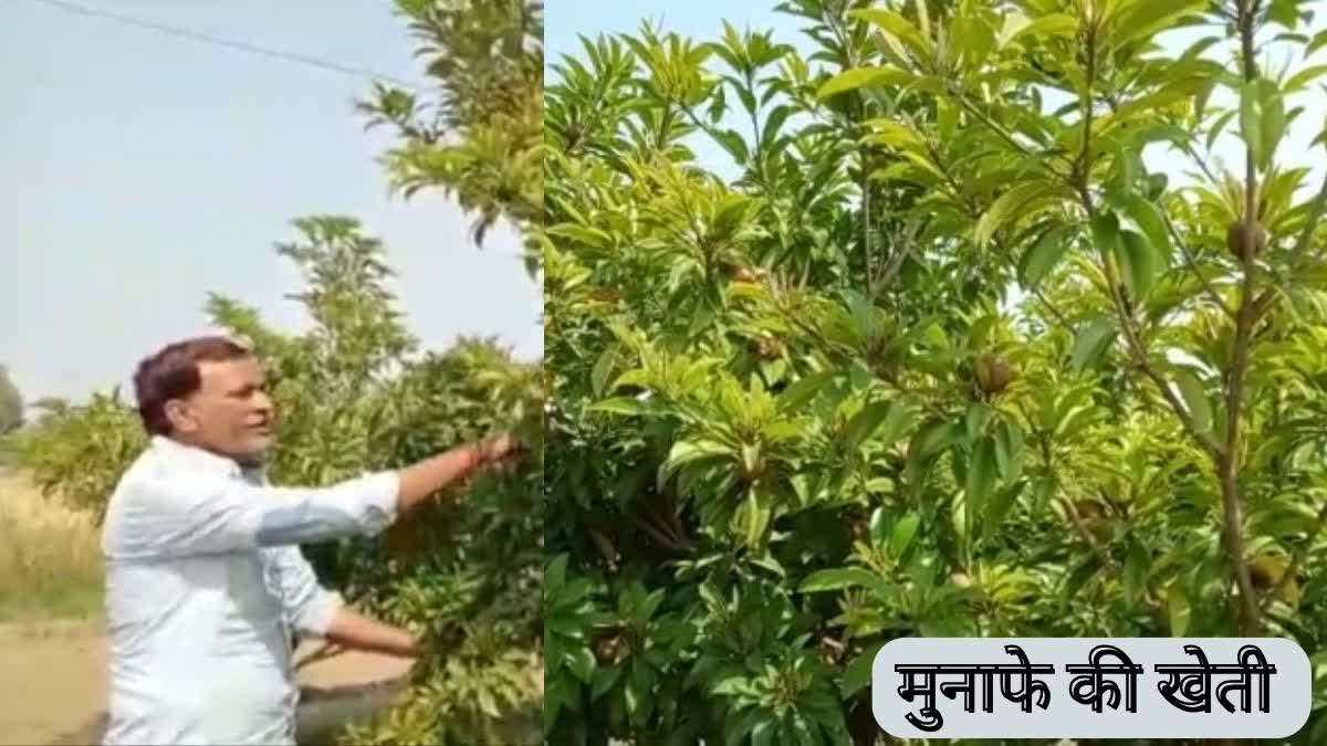 Chiku Cultivation in Bharatpur