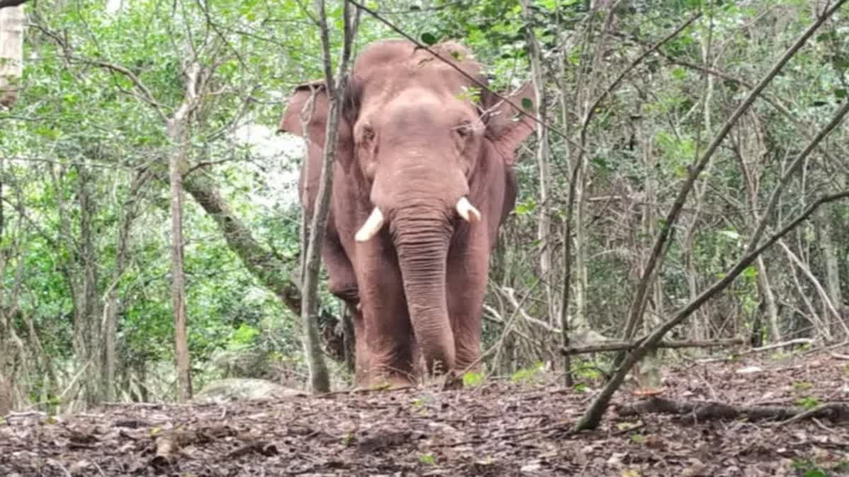 ஊருக்குள் நுழையும் பாகுபலி யானைக்கு சிகிச்சை அளிக்க  சமூக ஆர்வலர்கள் கோரிக்கை