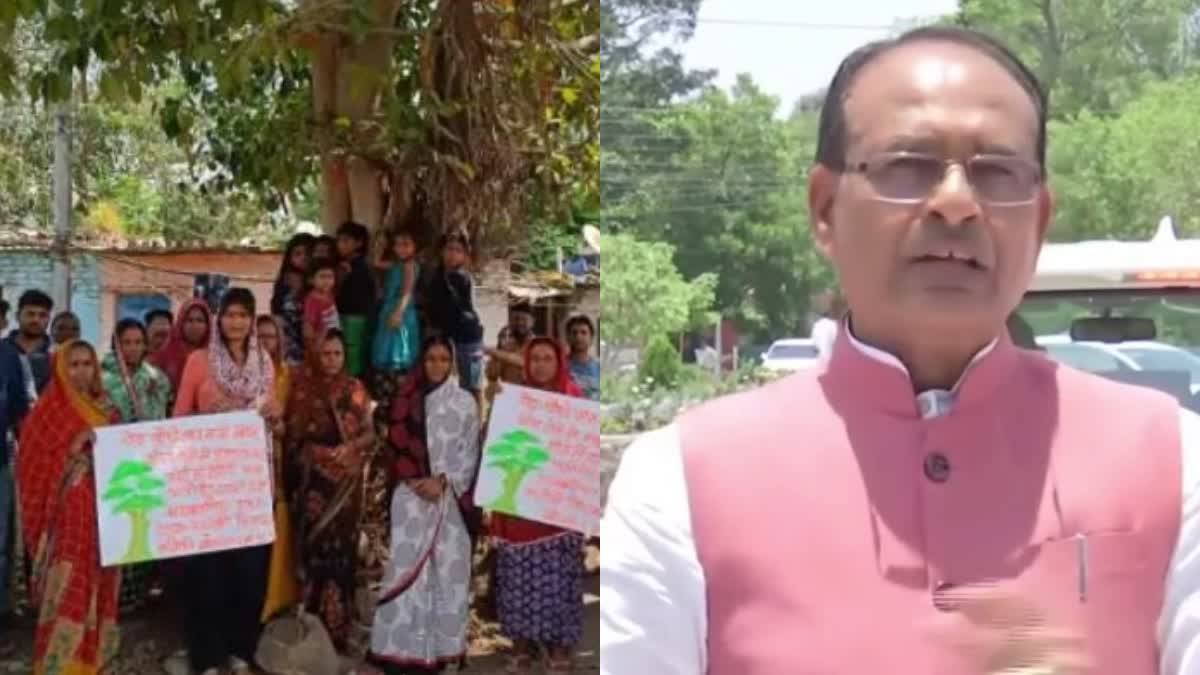 CM decided to save two trees By releasing video