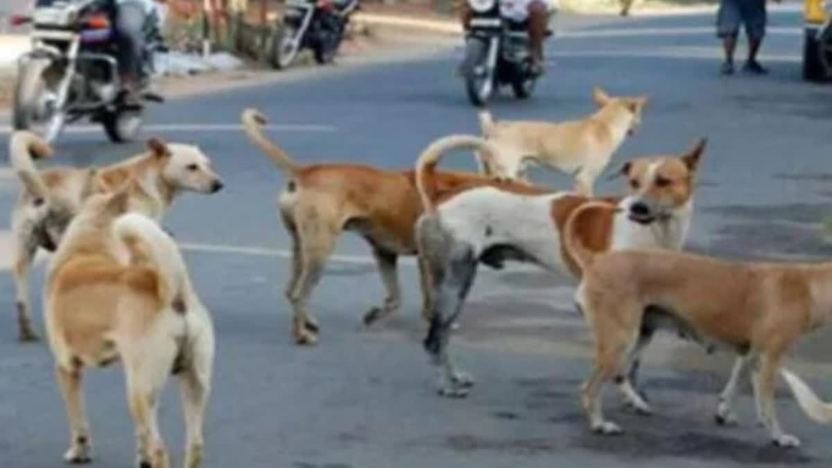 stray dog attack  lucknow  lucknow stray dog attack  dog attack against two girl  latest news in uttarpradesh  പെണ്‍കുട്ടികള്‍ക്ക് നേരെ തെരുവുനായ ആക്രമണം  കുട്ടികളെ രക്ഷപെടുത്തിയത് അതിസാഹസികമായി  നായ്‌ക്കള്‍  ലക്‌നൗവിലെ വസിര്‍ഗഞ്ച്  തെരുവുനായ ആക്രമണം  ഏറ്റവും പുതിയ ദേശീയ വാര്‍ത്ത  ഇന്നത്തെ പ്രധാന വാര്‍ത്ത