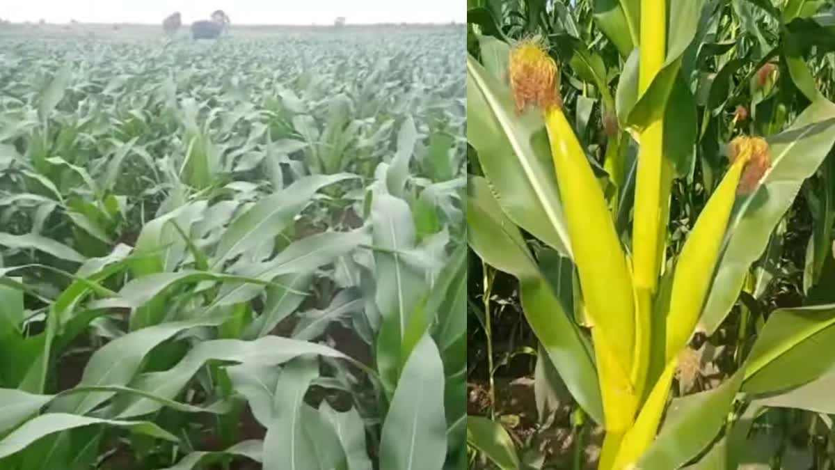 maize