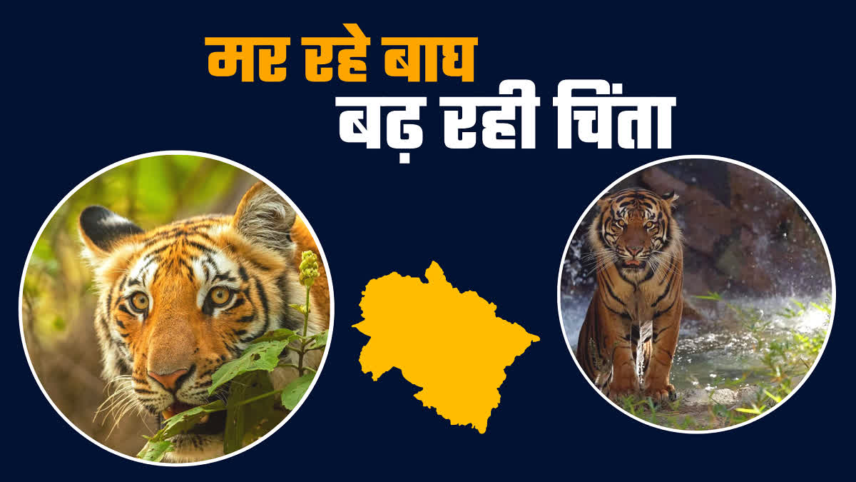 death of tigers in uttarakhand