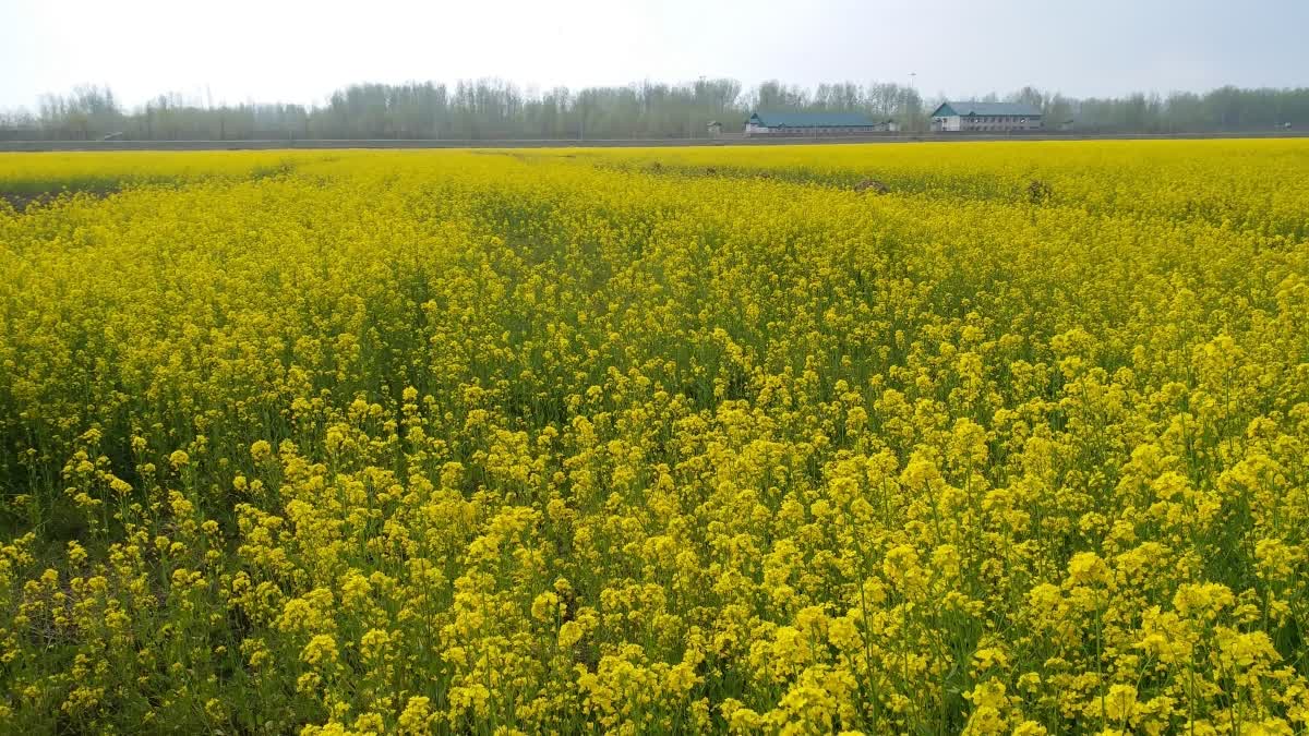 Mustard harvesting in Kashmir