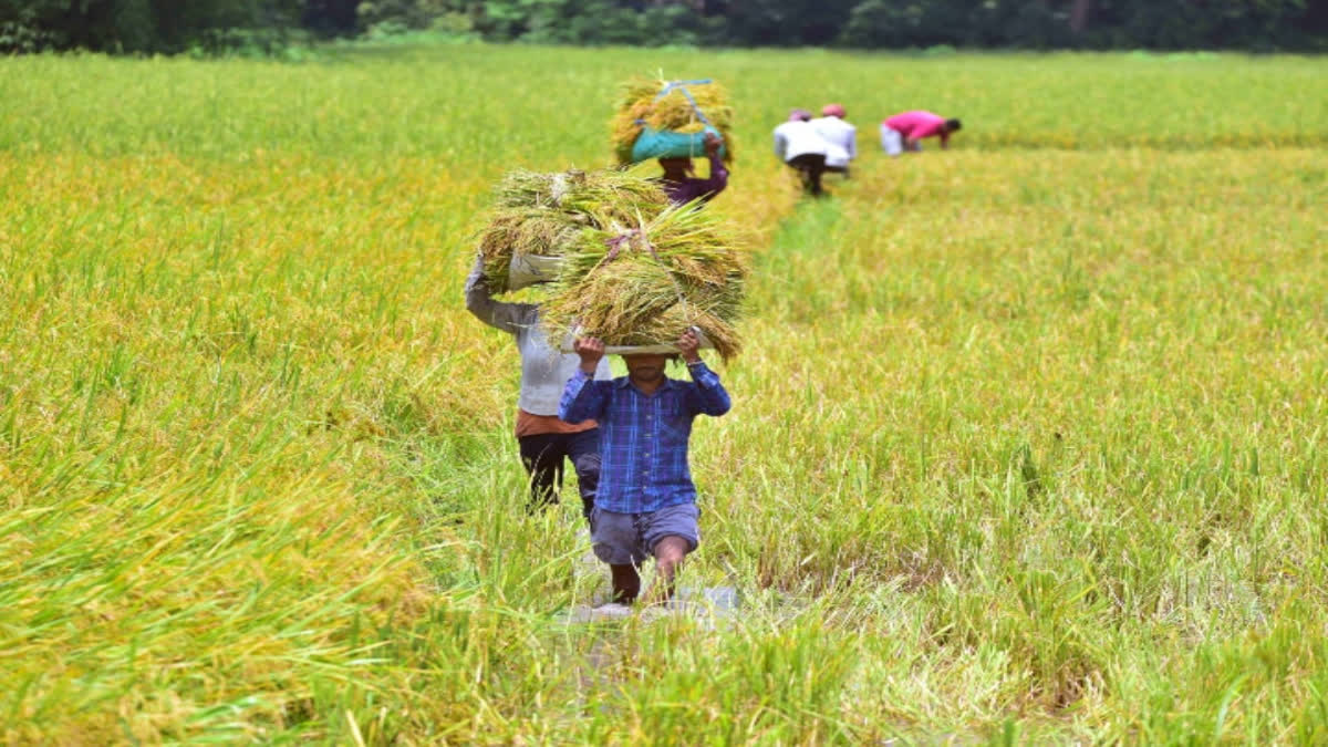 Center increased MSP for Kharif crops