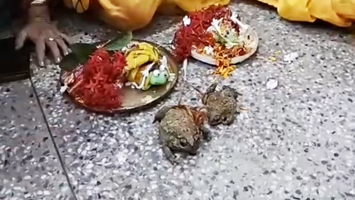 Frog Marriage in Durgapur