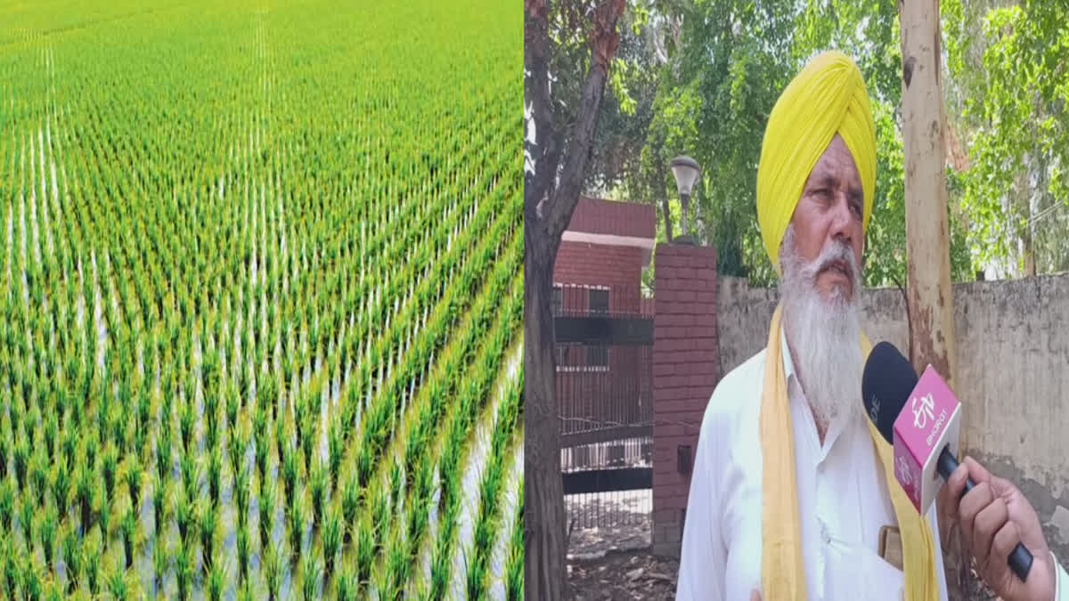 Farmers in Bathinda