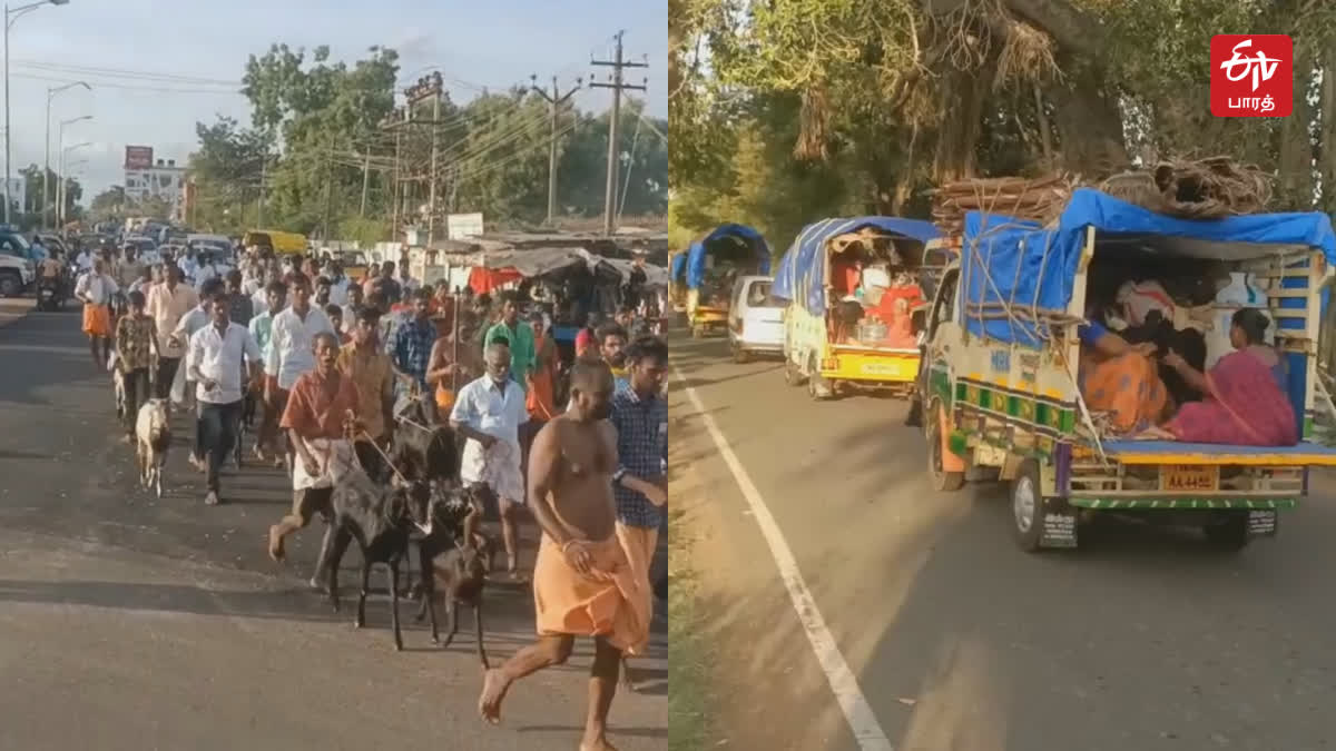 குலத்தெய்வ வழிபாட்டுக்காக 125 கிடாக்களுடன் 10 கிமீ நடந்து செல்லும் கிராம மக்கள்