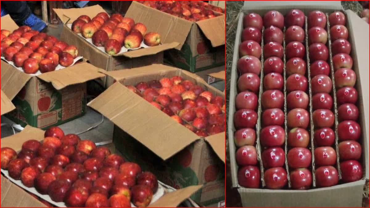 Apple Growers on Universal Carton.