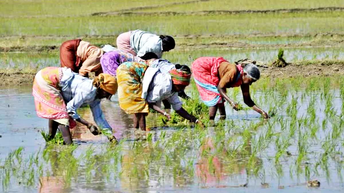 Haryana Farmers happy with increase paddy MSP