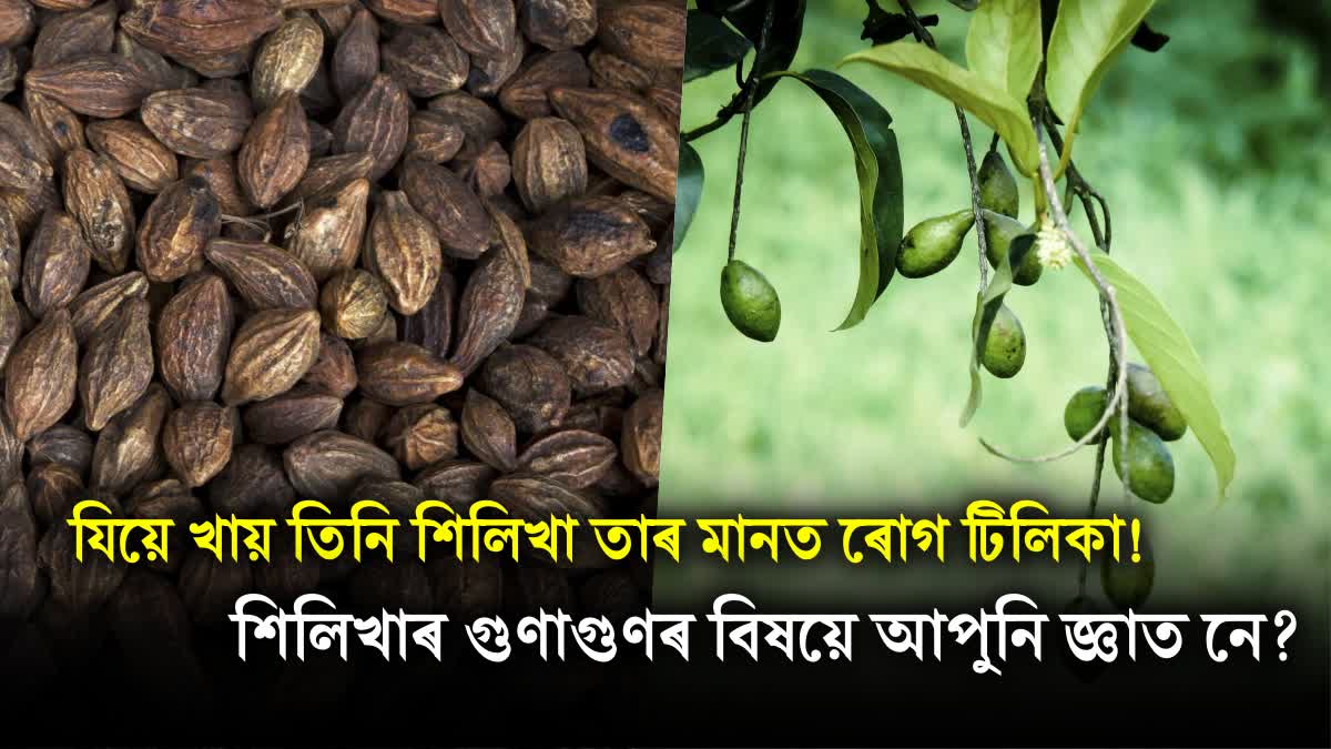 Constipation to coughs and cold xilikha benefits in Assamese