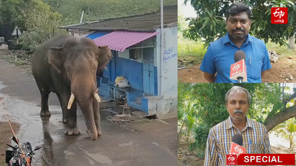 Farmers and wild animal enthusiasts demand that Bahubali elephant that crawls inside the town should be treated for eye problem and released in the forest