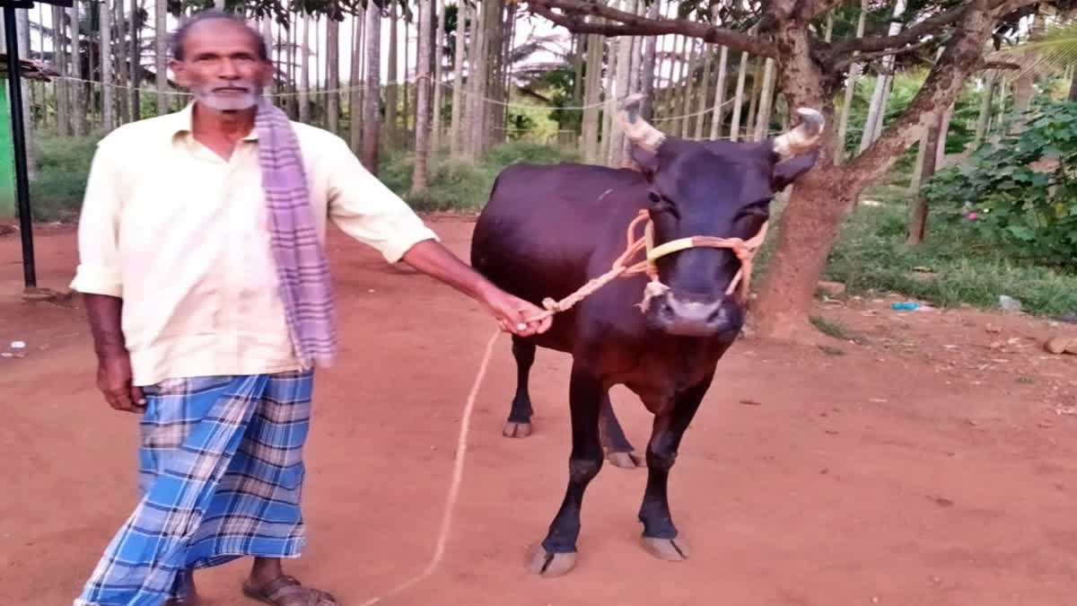 Cow saved owner's life by fighting with a leopard; dog supported cow