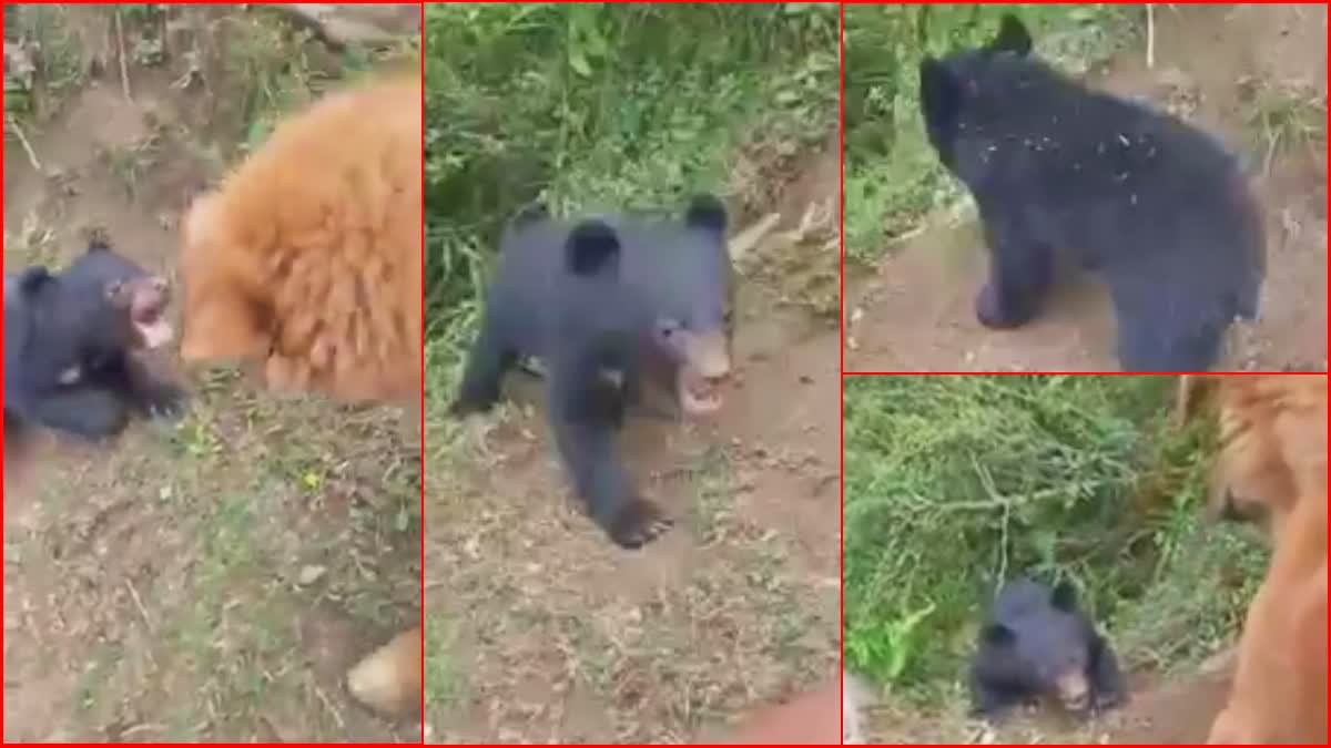 Video of baby bear in Chamba goes viral