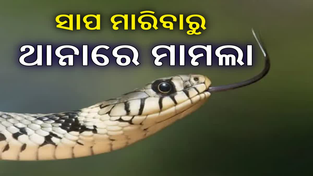 ସାପ ମାରିବାରୁ ଯୁବକଙ୍କ ବିରୋଧରେ ମାମଲା