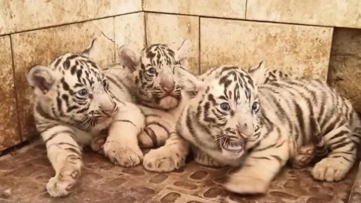 Bhilai White Tigres