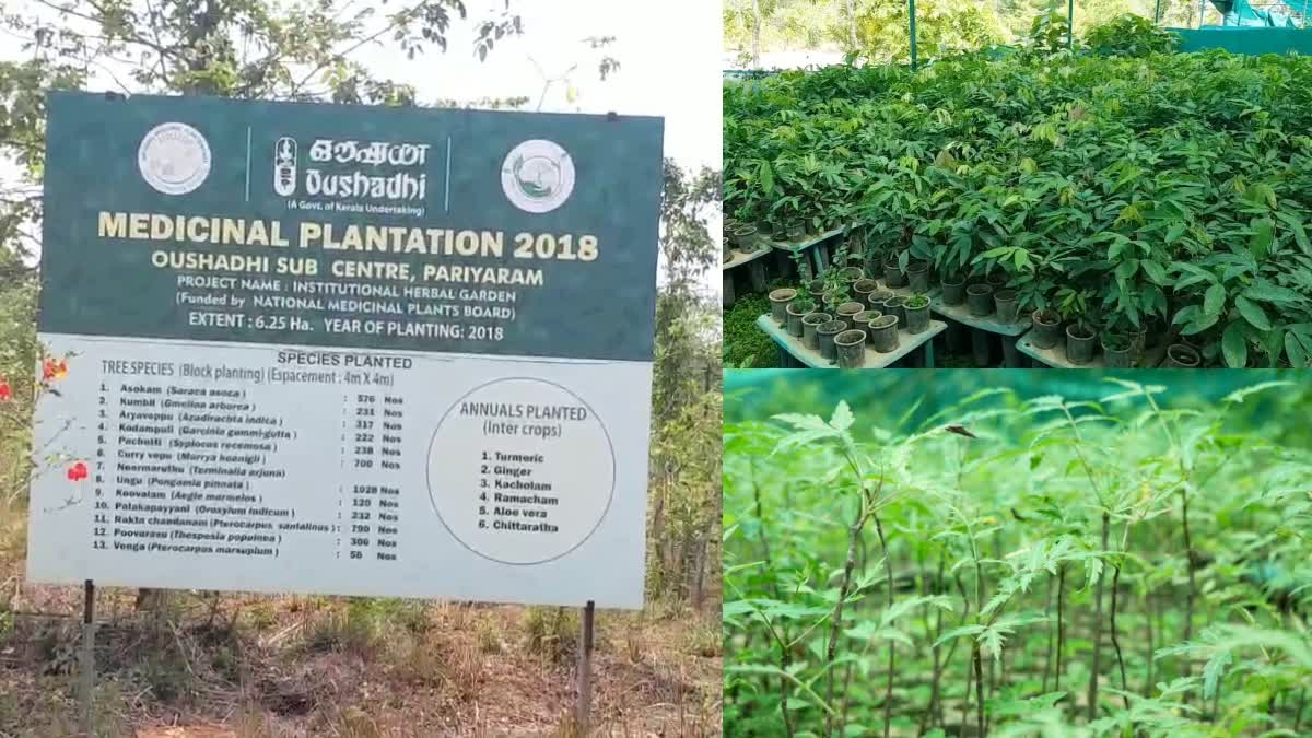 Owshadi  kerala ayurveda Oushadhi herbal garden  തുളസി  പനിക്കൂർക്ക  അയ്യപ്പാന  kerala ayurveda Oushadhi herbal garden  kerala ayurveda Oushadhi  Oushadhi herbal garden  Oushadhi  Oushadhi kerala  oushadhi kannur  ഔഷധി  ഔഷധസസ്യങ്ങൾ  ഔഷധി കണ്ണൂർ  മരുന്ന് ഉത്പാദന കമ്പനി ഔഷധി  കണ്ണൂർ പരിയാരം  ഔഷധി കേന്ദ്രം