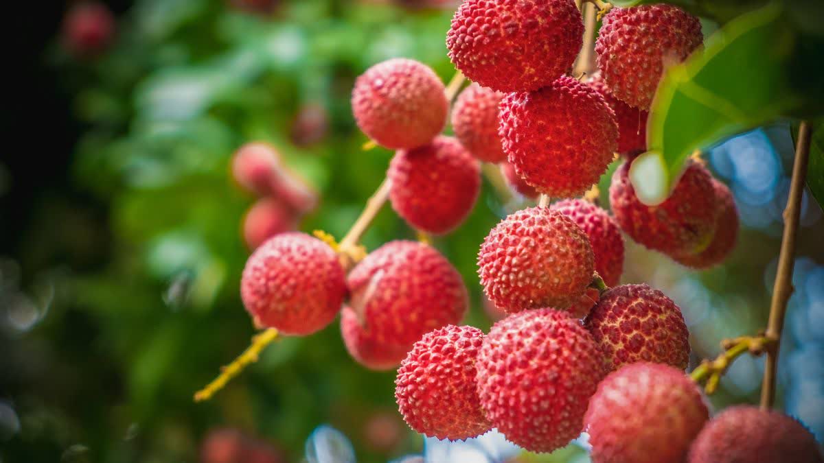 fruit Planting in monsoon