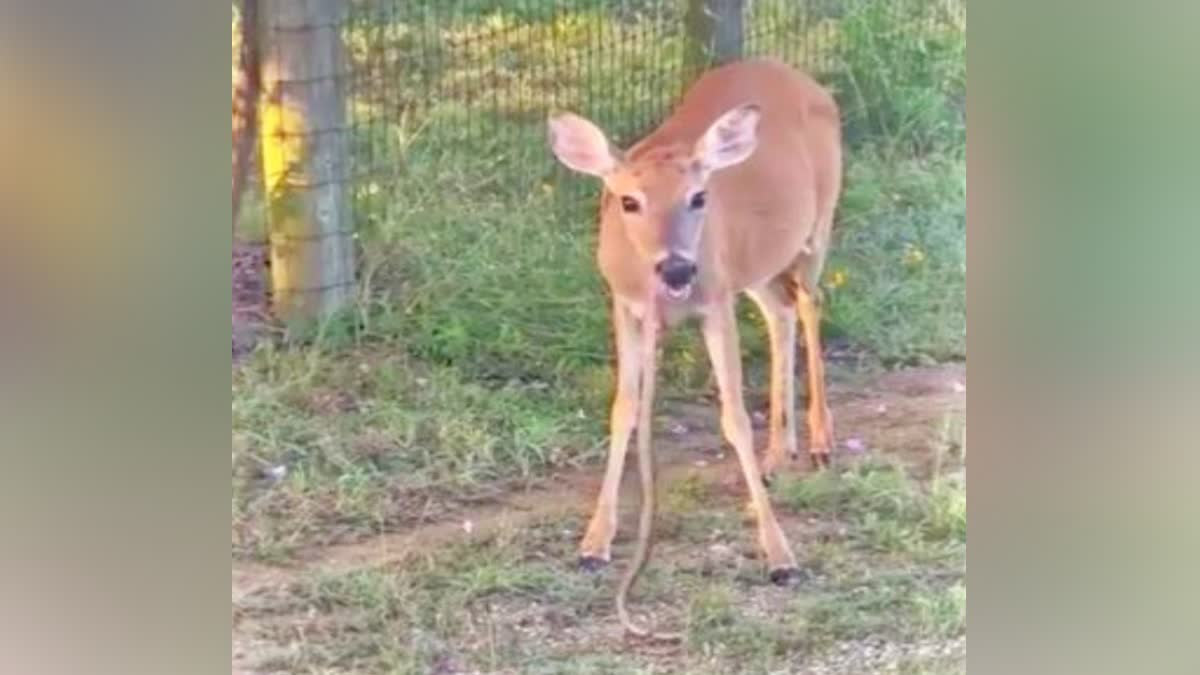 Deer eating snake