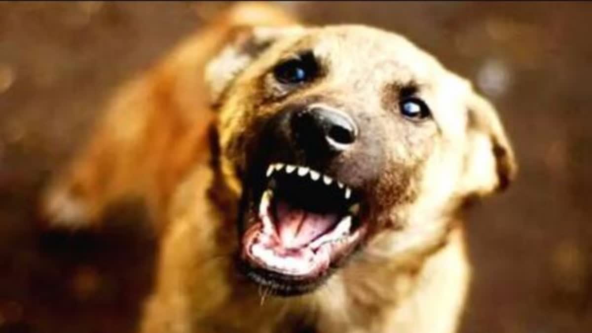 labra dog attack  dog attack  child attcked by dog  stray dog attack  വളർത്തുനായയുടെ ആക്രമണം  നായയുടെ ആക്രമണം  തെരുവുനായ ആക്രമണം  അഞ്ചു വയസുകാരന് നായയുടെ ആക്രമണം  pet dog attack