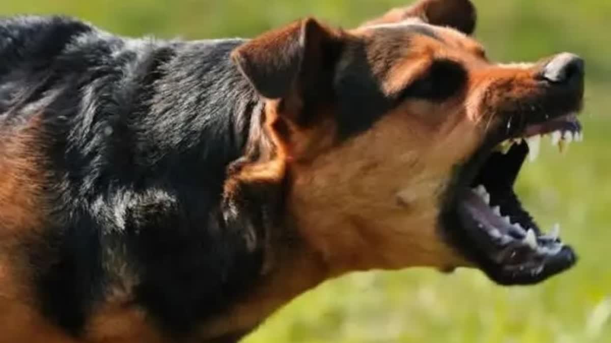 dog attack  stray dog attack  stray dog attack in kasargod  kasargod stray dog attack  dog attack in kasargod  stray dog attack  തരുവുനായ ആക്രമണം  പേപ്പട്ടി ആക്രമണം  തെരുവുനായ  തെരുവ് നായ ആക്രമണം  തെരുവുനായയുടെ കടിയേറ്റു  തെരുവുനായയുടെ ആക്രമണം  കാസര്‍കോട് തെരുവുനായ ആക്രമണം  ബദിയഡുക്ക തെരുവുനായ ആക്രമണം  പേവിഷബാധ