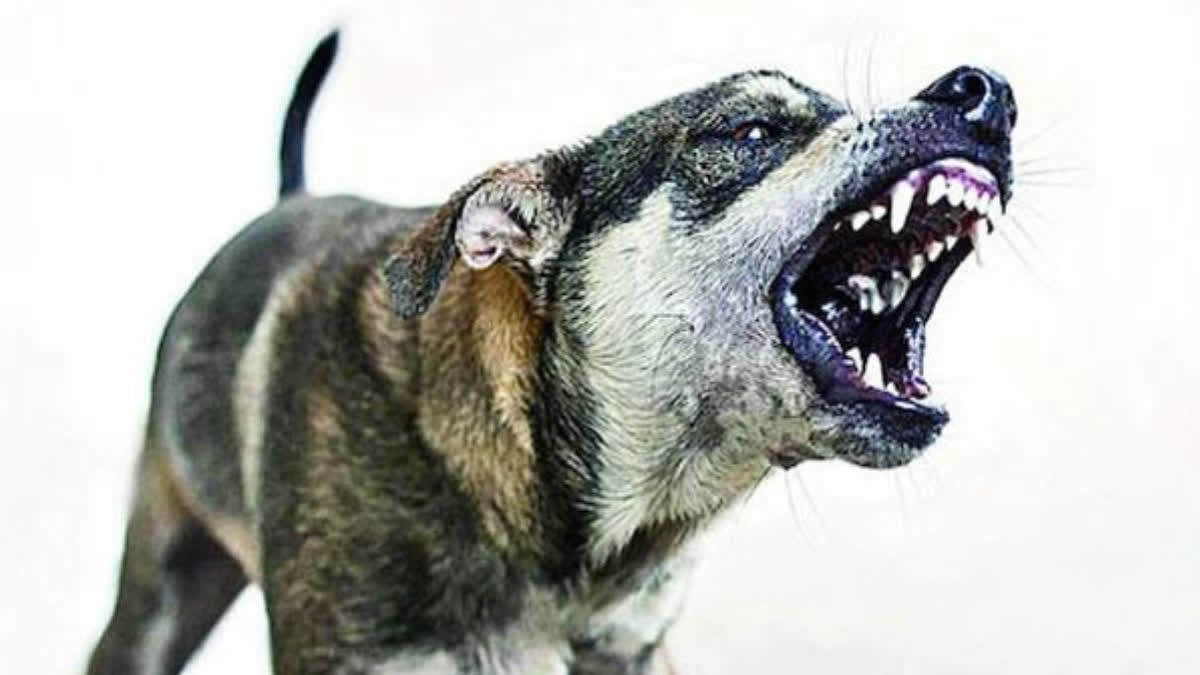Pack of six dogs attack two girls at Kui Kumargarh village in UP
