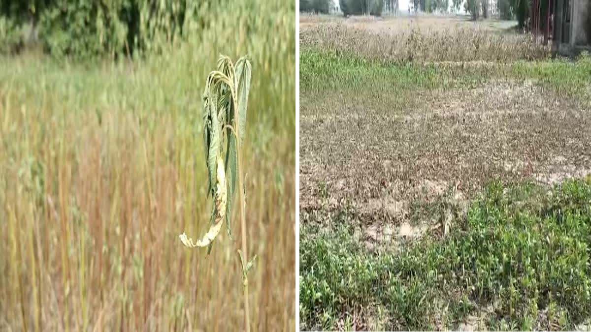 Jute Cultivation