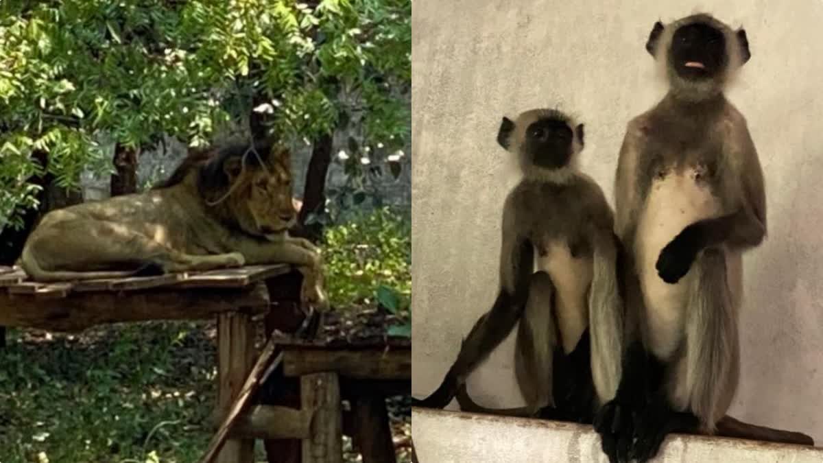 new animals in Thiruvananthapuram Zoo  Thiruvananthapuram Zoo Naming ceremony soon  തിരുപ്പതി  തിരുപ്പതി ശ്രീ വെങ്കടേശ്വര സുവോളജിക്കൽ പാർക്ക്  Tirupati Sri Venkateswara Zoological Park  തിരുവനന്തപുരം മൃഗശാല  മൃഗശാല  തിരുവനന്തപുരം  തലസ്ഥാനം  കേരളം  kerala  kerala latest news