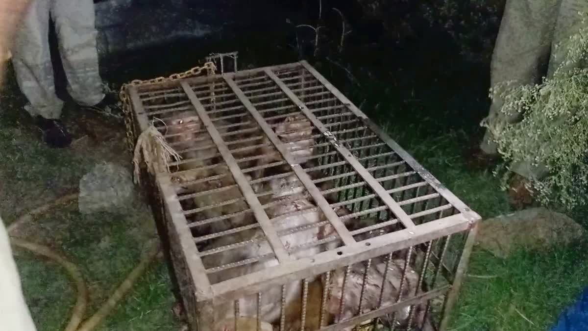 monkeys in closed cages in sonipat