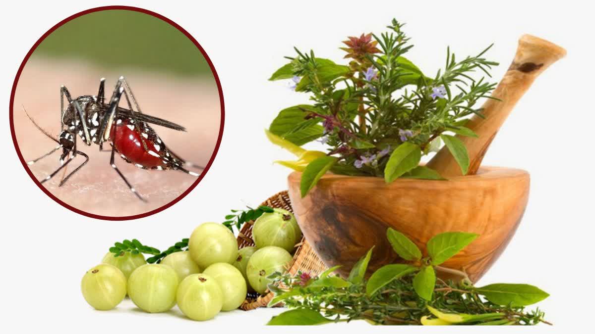 Etv BharatMalaria Treatment In Ayurveda