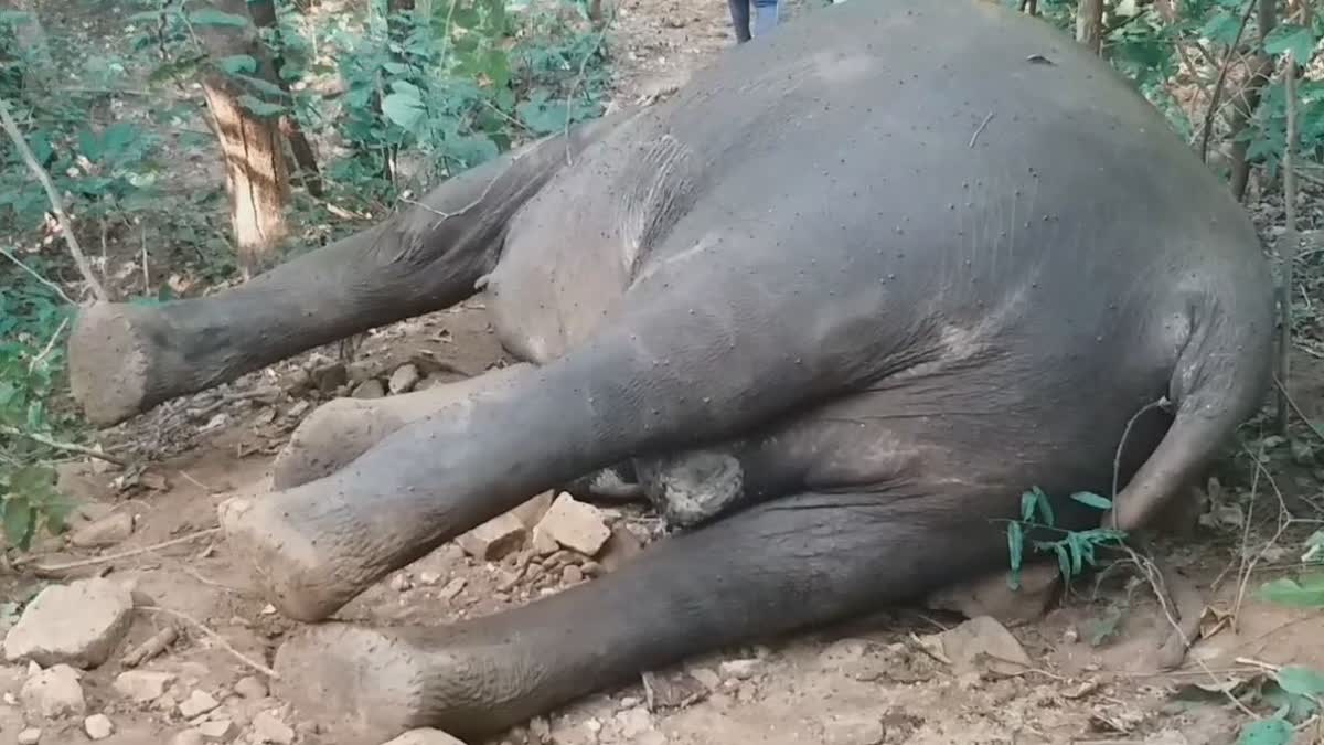 elephant death in boudh