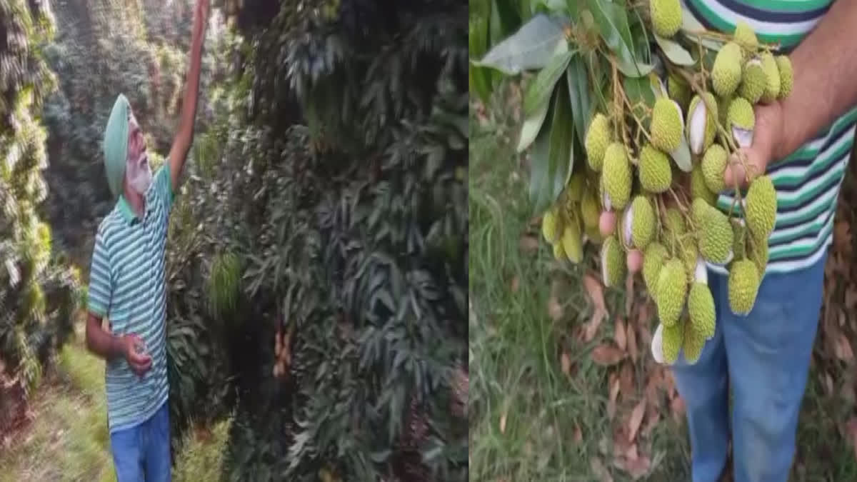 Unseasonal rain affected litchi and mango orchards, gardeners appealed to the government for help
