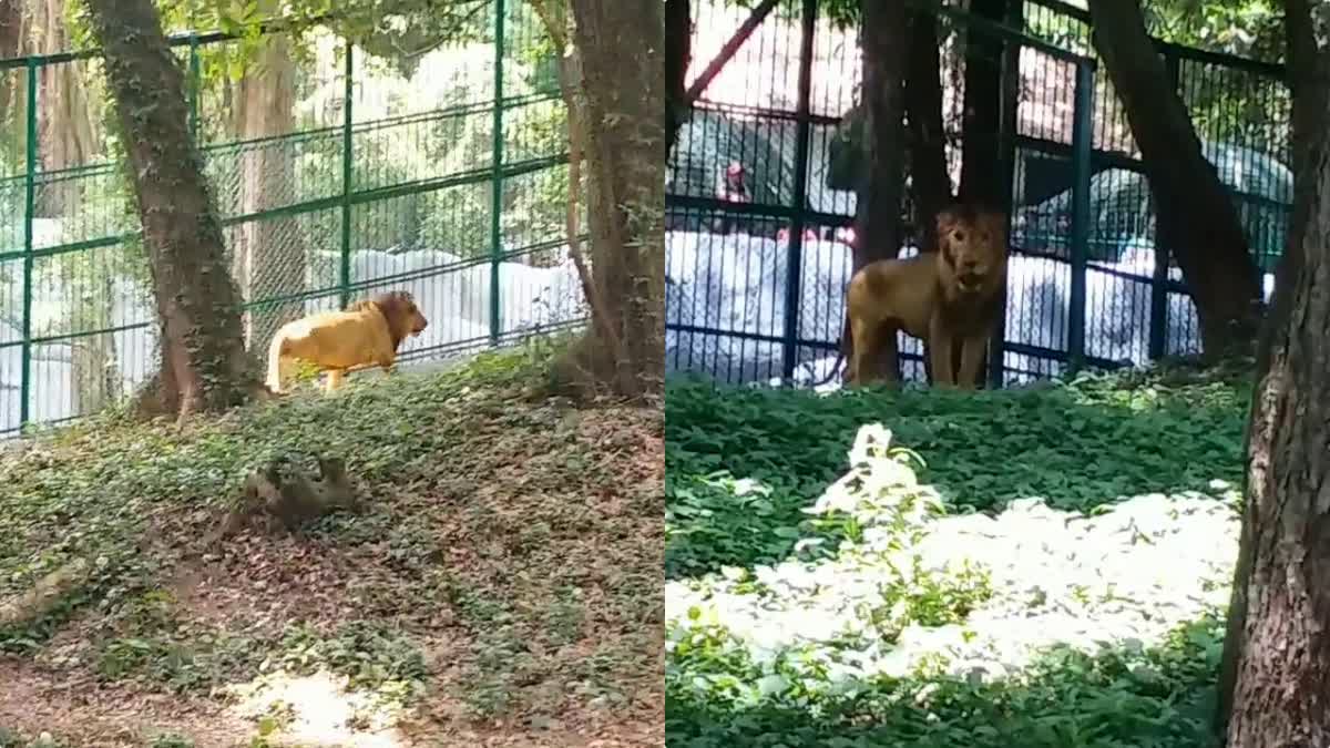 സിംഹങ്ങളെ സന്ദര്‍ശക കൂട്ടിലേക്ക് മാറ്റി  Lion cubs named Naila and Liyo  Tirupati  Naila and Liyo  നൈലയും ലിയോയും  സന്ദര്‍ശകര്‍ക്ക് കൗതുകമായി നൈലയും ലിയോയും  സിംഹ കുട്ടികള്‍ക്ക് പേരിട്ടു  മന്ത്രി ജെ ചിഞ്ചുറാണി  മന്ത്രി ജെ ചിഞ്ചുറാണി വാര്‍ത്തകള്‍  ആണ്‍ ഹനുമാന്‍ കുരങ്ങ്  തിരുപ്പതി ശ്രീവെങ്കിടേശ്വര സുവോളജിക്കല്‍ പാര്‍ക്ക്  kerala news updates  latest news in kerala  നൈലയും ലിയോയും