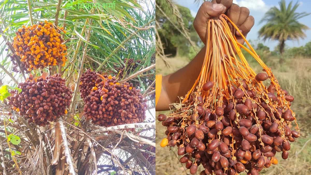 Chhind fruit in Chhindwara